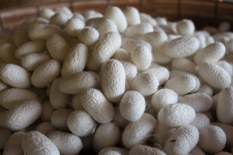 Cocon de soie Harry Wesson