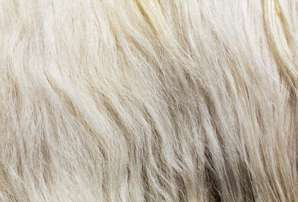 Cachemire de Mongolie Harry Wesson