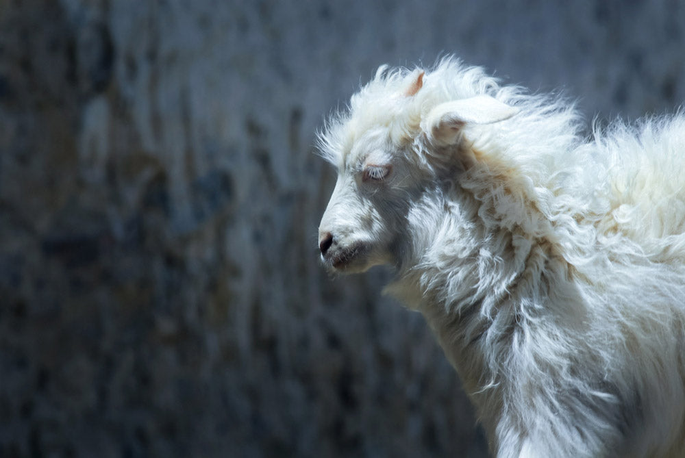 Chèvre cachemire Harry Wesson